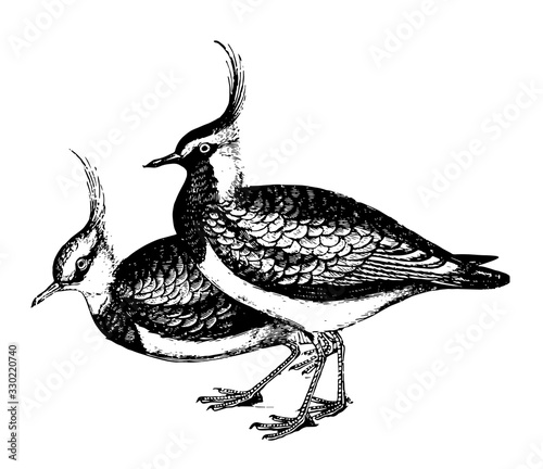 Lapwing, vintage illustration.