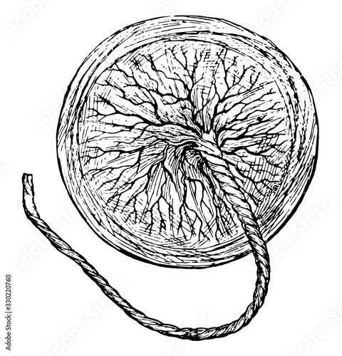 Human Placenta, vintage illustration.