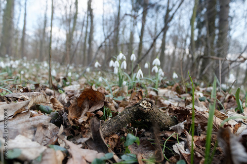 Galanthus nivalis, the snowdrop