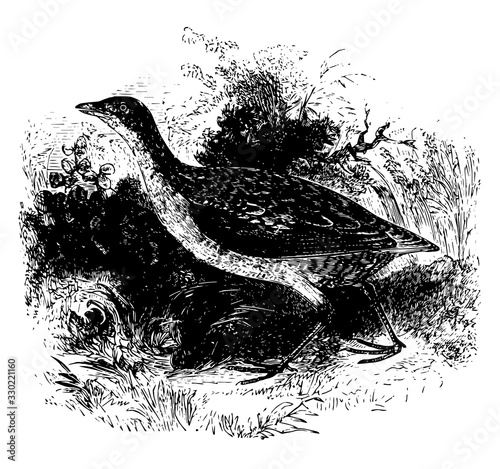Land Rail, vintage illustration.