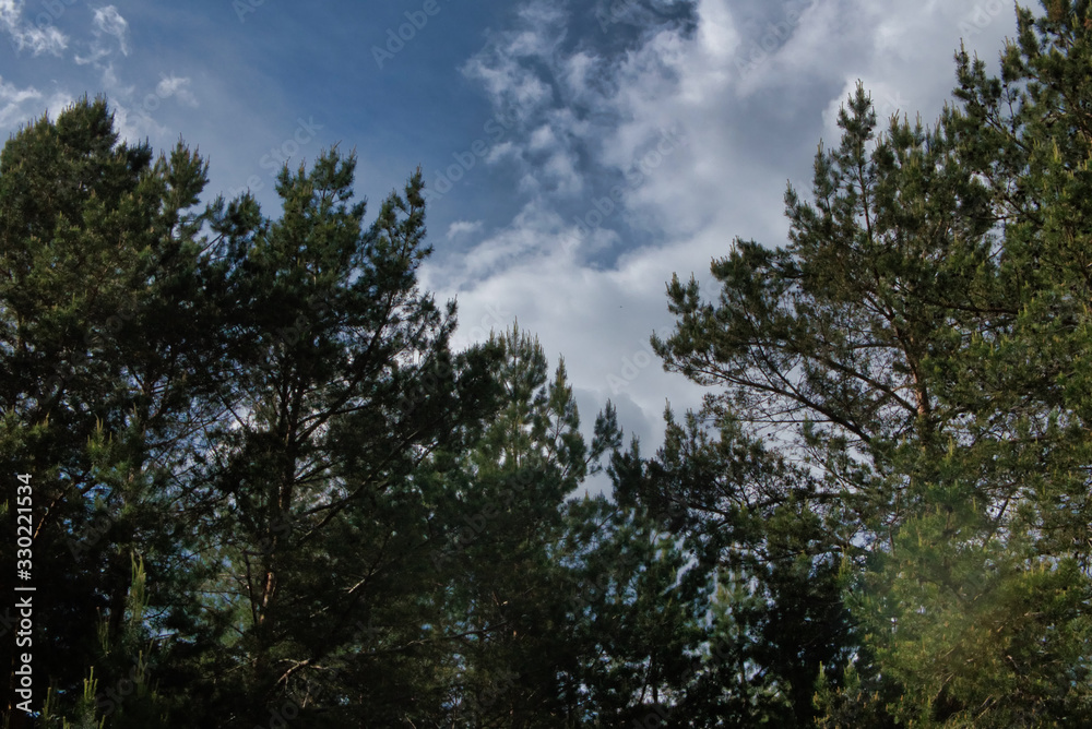 Conifer on a spring sunny day in a city park Conifer on a spring sunny day in a city park