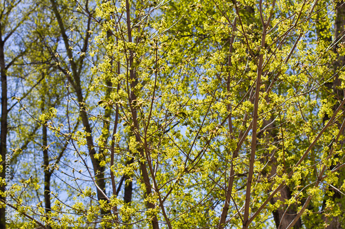 Spring bright sunny day green tree, leaves blooming