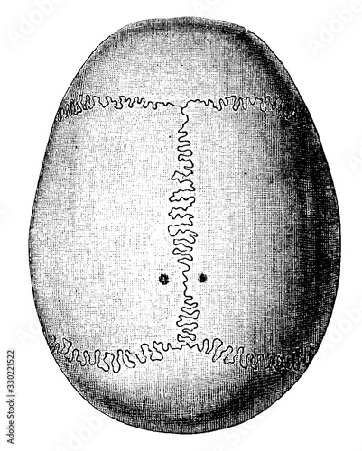 Top of skull, vintage illustration