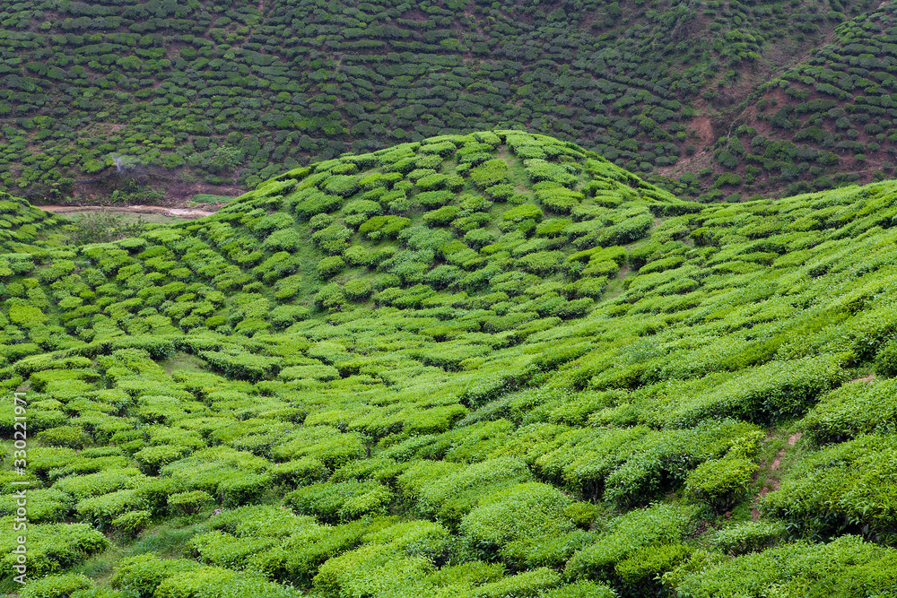 Boh Tea Plantation, scenery of landscape at Cameron Highlands