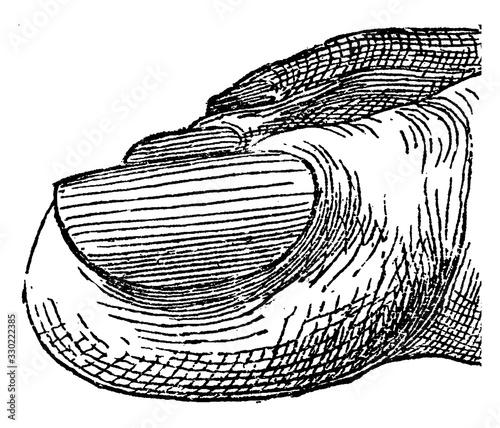 Toe, vintage illustration