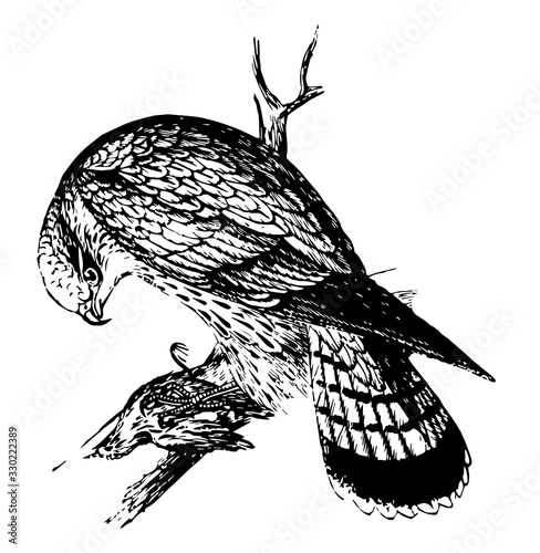 Merlin, vintage illustration.