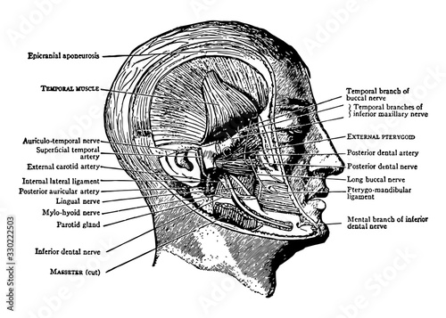 Muscles of the Pterygoid Region, vintage illustration.