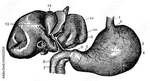 Stomach and Liver, vintage illustration.