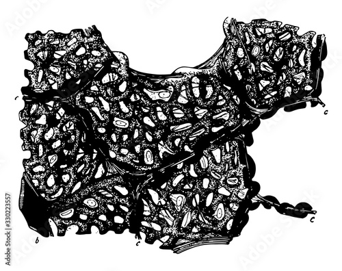Section of Lung, vintage illustration.