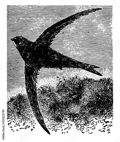 Common Swift, vintage illustration.