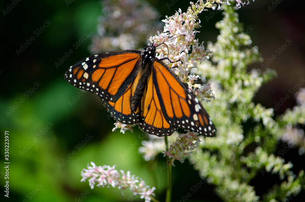 Fototapeta premium white Flower and monarch butterfly in a garden
