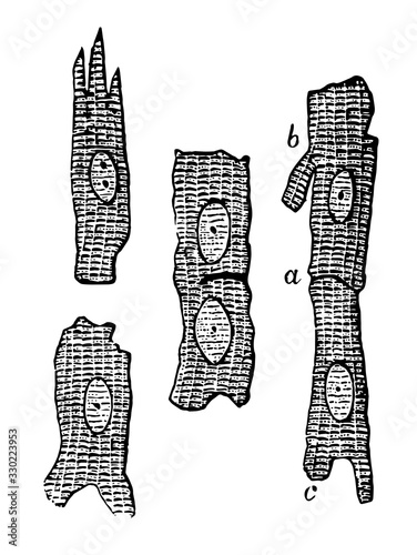 Heart Muscle, vintage illustration.