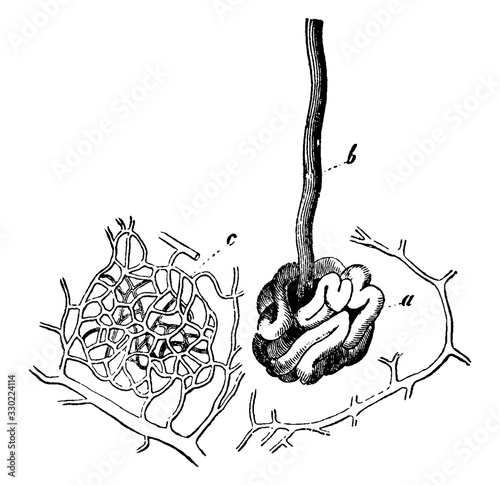 Sweat Gland, vintage illustration.
