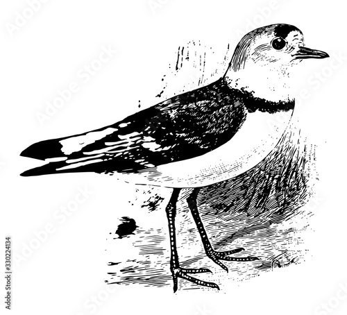 Piping Plover, vintage illustration.