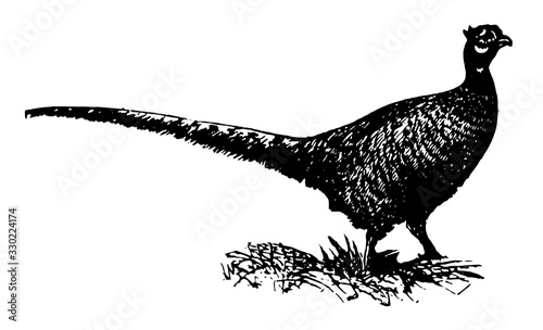 Pheasant, vintage illustration.
