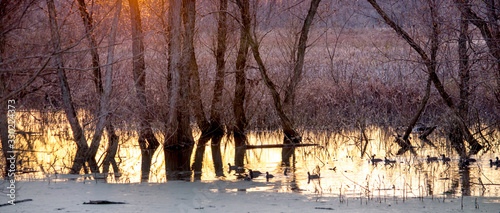 Photography Sunset silhouette with wild ducks on a calm pond