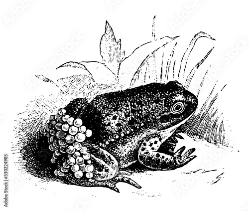 Nurse Frog, vintage illustration.