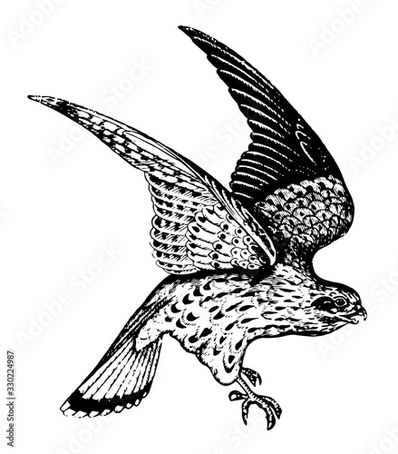 Kestrel, vintage illustration.
