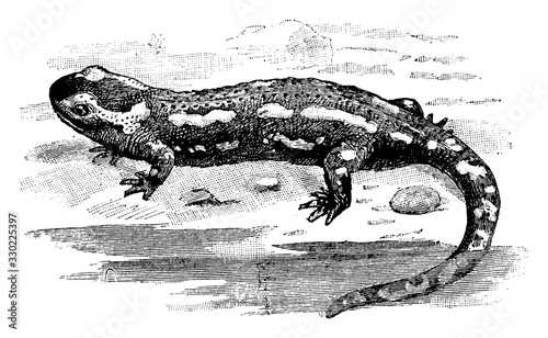 Spotted Salamander, vintage illustration.
