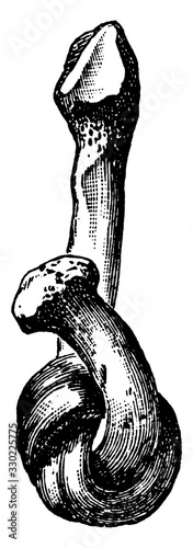 Softened fibula, vintage illustration