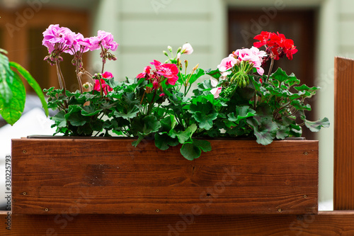 Colorful petunia flowers on a city street in a wooden pot