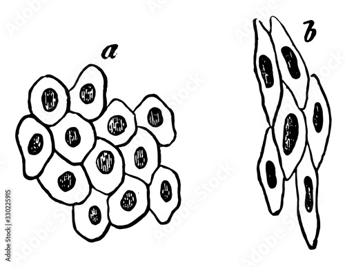 Simple Pavement Epithelium Cells, vintage illustration