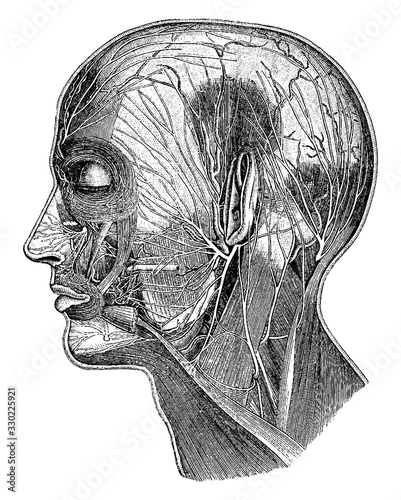 Superficial Nerves of the Head, vintage illustration.