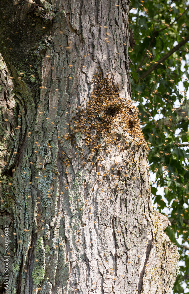 Obraz premium Honey bee swarm on tree