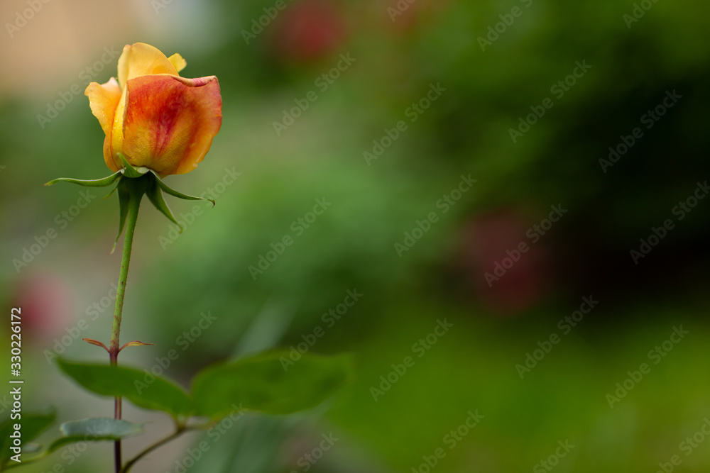Yellow red rose bush flower green leaves Yellow red rose bush flower green leaves