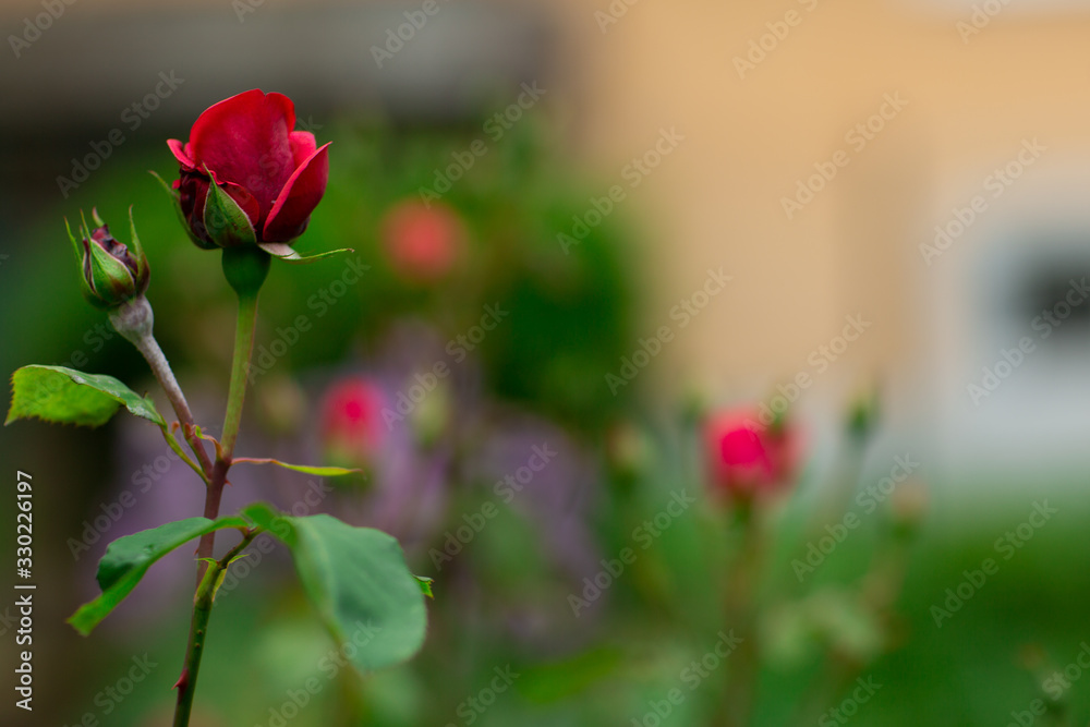 Obraz premium Rose buds in the garden over natural background after rain