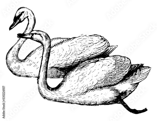 Swan, vintage illustration.
