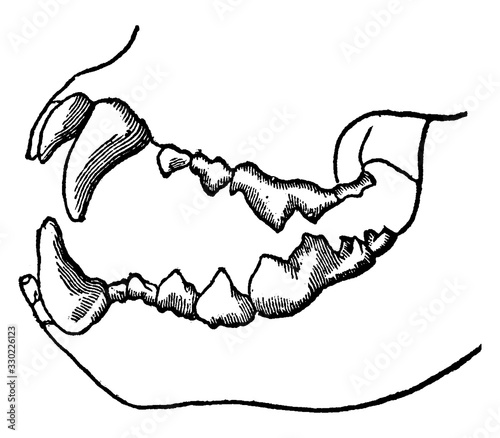 Teeth of a Carnivorous Animal, vintage illustration