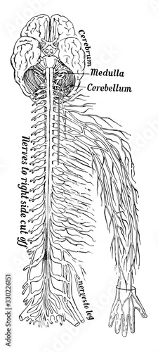 Nervous System, vintage illustration