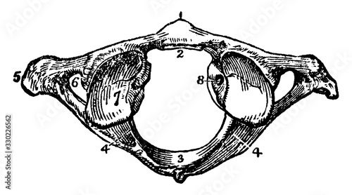 The Atlas Vertebra, vintage illustration.