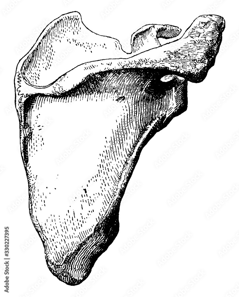 Scapula, vintage illustration Stock Vector | Adobe Stock