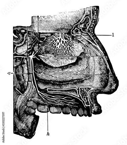 Nasal Cavity, vintage illustration.