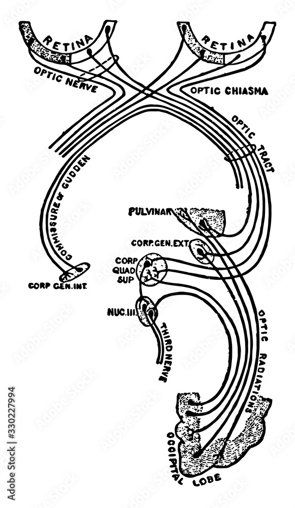 Plakat Optic Nerve and Optic Tract, vintage illustration.