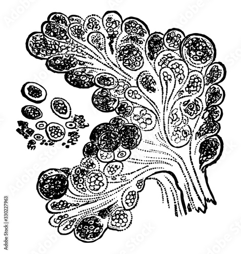Racemose Gland, vintage illustration. photo