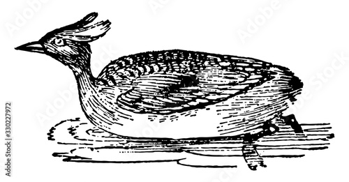 Horned Grebe, vintage illustration.
