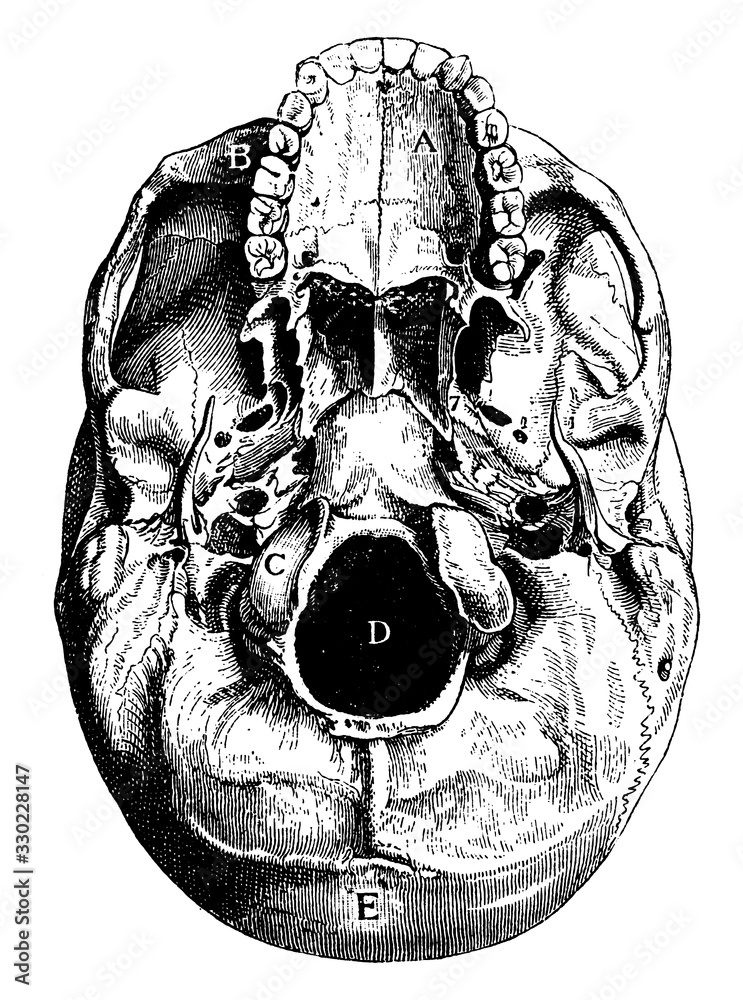 Base of skull, vintage illustration