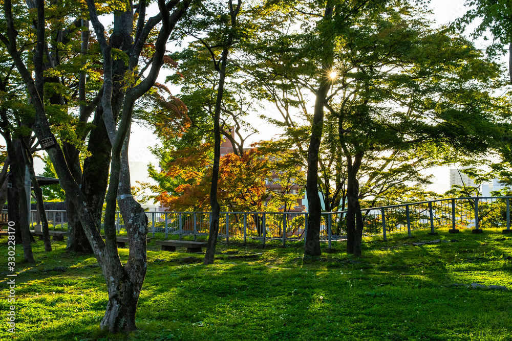 Obraz premium Tree views in the park Japan