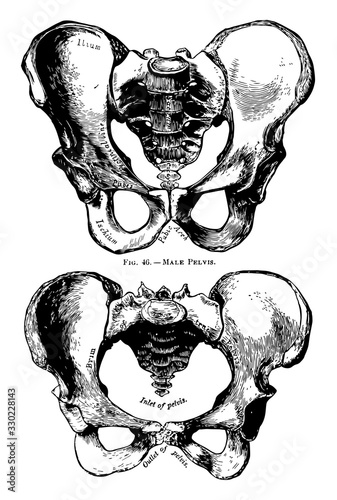 Human Pelvis Male and Female, vintage illustration.
