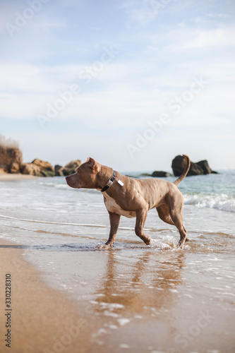 dog running sea summer pitbull bully 