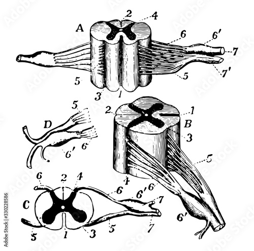 Nerve Roots, vintage illustration