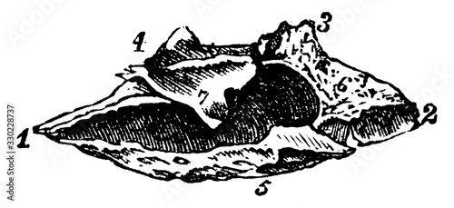 Inferior Turbinal Bones, vintage illustration.