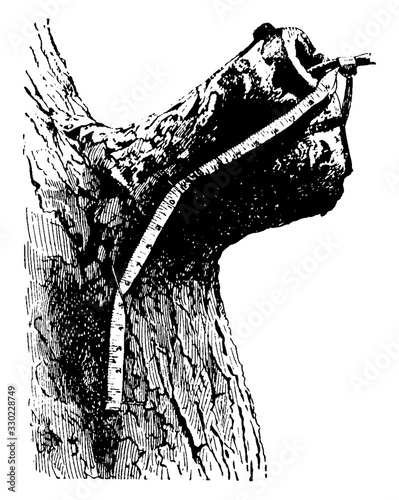 Stub of a Limb of a Tree, vintage illustration.