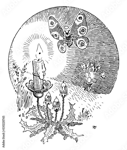 Moth, vintage illustration