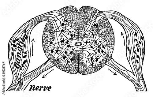 Section of Spinal Cord, vintage illustration