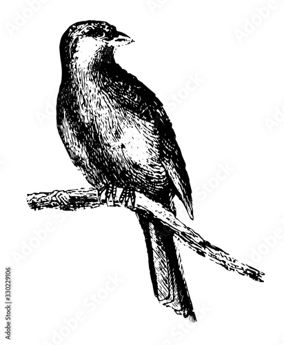 Canary, vintage illustration.