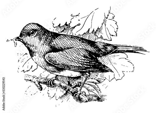 European Robin, vintage illustration.